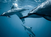 彩客网体育集团-德罗赞表态愿意加盟湖人：梦想就是穿上紫金球衣